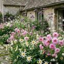 Romantic Cottage garden with Dahlia 'Honka White', Cosmos bipinnatus Double Click Rose, Gaura lindheimeri and Verbena bonariensis