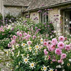 Romantic Cottage garden with Dahlia 'Honka White', Cosmos bipinnatus Double Click Rose, Gaura lindheimeri and Verbena bonariensis