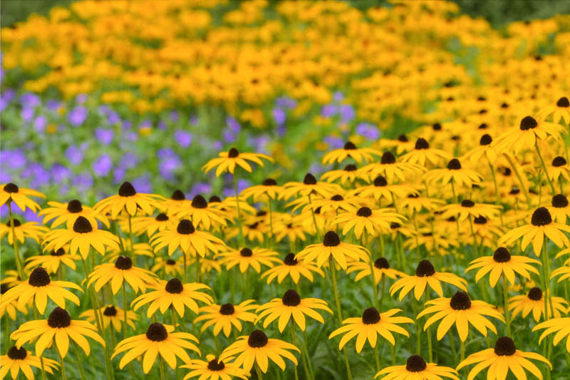 Rudbeckia fulgida orange coneflower with golden yellow petals and dark center