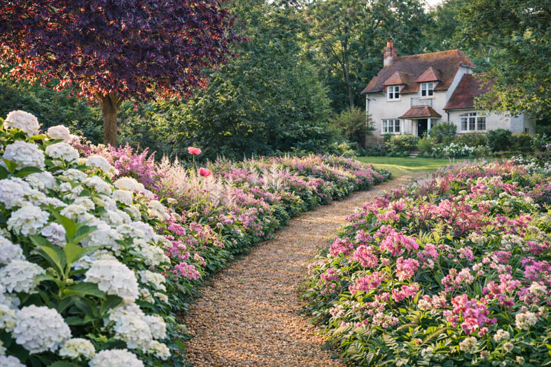 Summer border with Hydrangea arborescens 'Annabelle', Rosa 'Ballerina', Astilbe 'Deutschland', ferns and poppies._