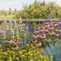 Texas prairie garden using Monarda, Mexican hat, blue sage, coneflowers, Engelmann daisy, Little Bluestem, and fragrant sumac