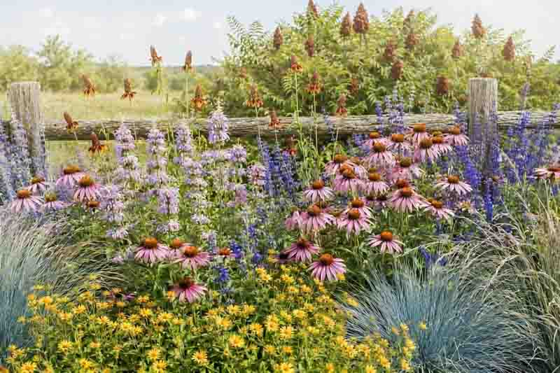 Texas prairie garden using Monarda, Mexican hat, blue sage, coneflowers, Engelmann daisy, Little Bluestem, and fragrant sumac