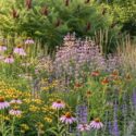 Texas prairie garden using Monarda, Mexican hat, blue sage, coneflowers, Engelmann daisy, Little Bluestem, and fragrant sumac.