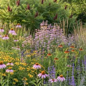Texas prairie garden using Monarda, Mexican hat, blue sage, coneflowers, Engelmann daisy, Little Bluestem, and fragrant sumac.