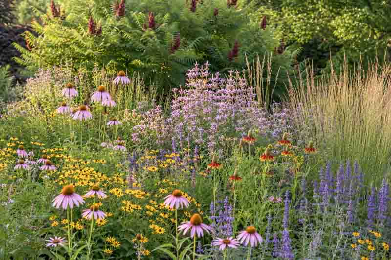 Texas prairie garden using Monarda, Mexican hat, blue sage, coneflowers, Engelmann daisy, Little Bluestem, and fragrant sumac.