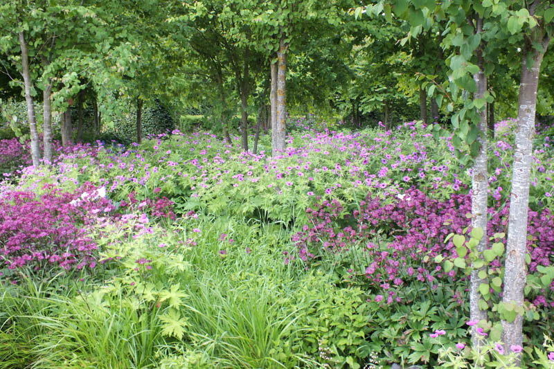 Katsura Grove, Cercidiphyllum Japonicum, Astrantia major 'Claret', Geranium x oxanianum ‘Rose Claire’, Hakonechloa macra, Heuchera