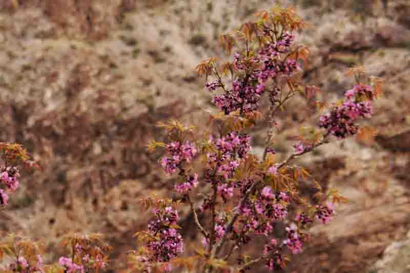 Ungnadia speciosa, Mexican Buckeye, Monilla, Monillo, Buckeye, Ungnadia monticola, Aesculus speciosa
