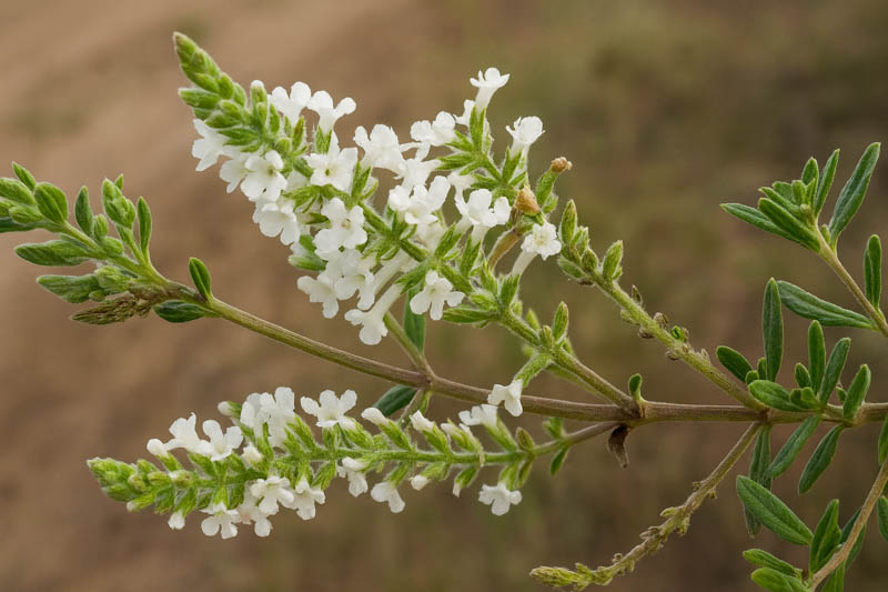 Aloysia gratissima, Whitebrush, Beebrush, Bee Brush, Texas Whitebrush