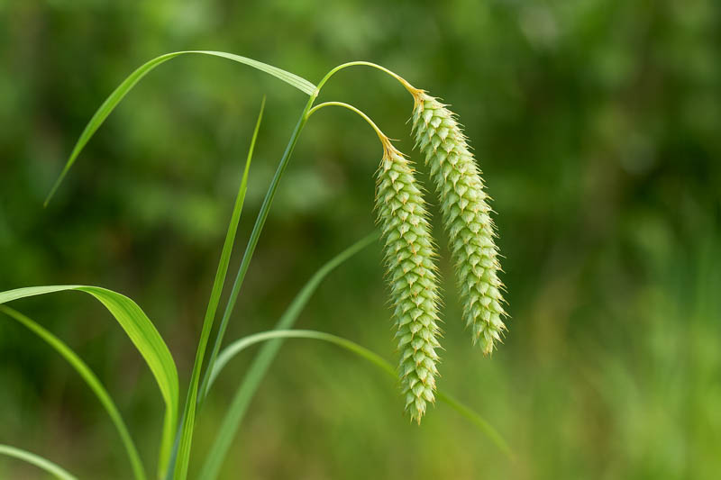 Carex glaucescens southern waxy sedge with blue green leaves and drooping seed spikes in a wet garden