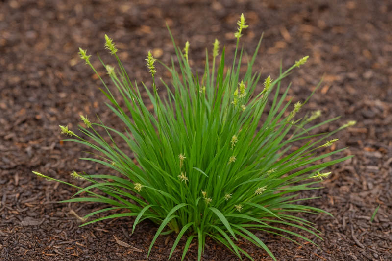 Leavenworth’s Sedge, Lawn Sedge, Carex leavenworthii