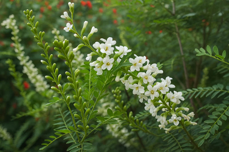 Texas kidneywood shrub in bloom with white flower spikes in a rocky Texas landscape
