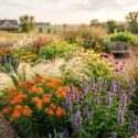 native garden, prairie garden, milkweed, asclepias, hyssop, agastache, stipa, switchgrass