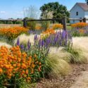 native garden, prairie garden, milkweed, asclepias, hyssop, agastache, stipa, switchgrass