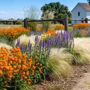 native garden, prairie garden, milkweed, asclepias, hyssop, agastache, stipa, switchgrass