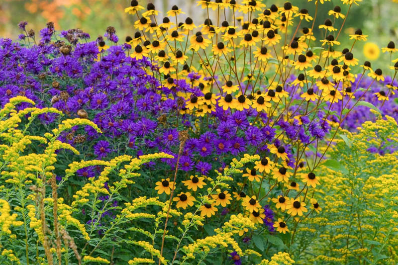 Fall native garden with Goldenrod (Solidago rugosa), Brown-Eyed Susan (Rudbeckia triloba) and New England Aster (Aster novae-angliae)