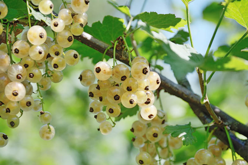 Ribes niveum with clusters of berries