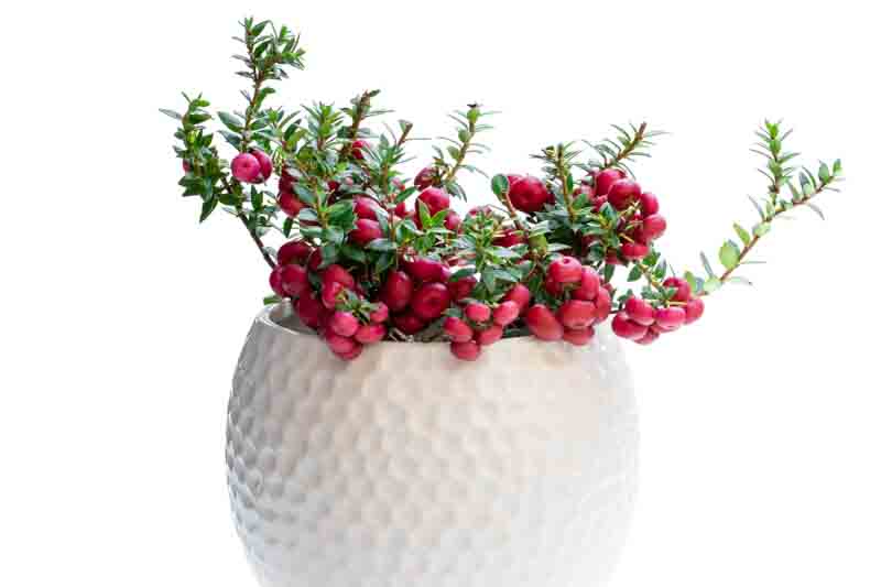 Prickly Heath, Gaultheria mucronata shrub laden with pink berries, Gaultheria mucronata