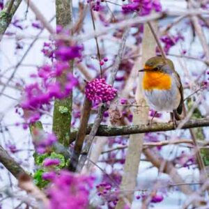 american robin perched on an American beautyberry branch