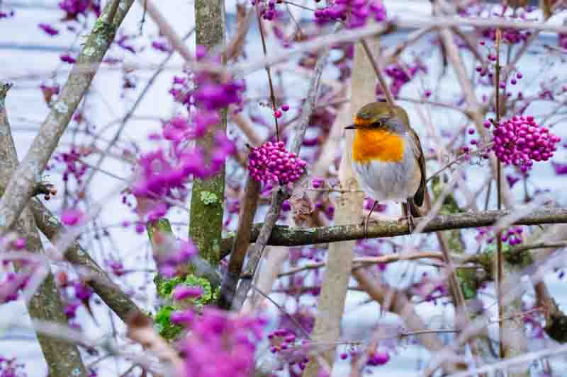 american robin perched on an American beautyberry branch
