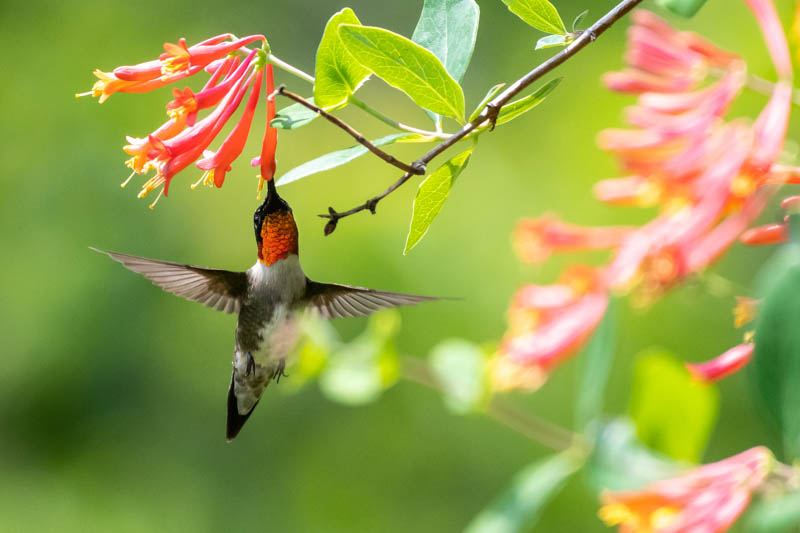 Ruby-Throated Hummingbird drinking nectar from a Lonicera Major Wheeler flower (Coral Honeysuckle)