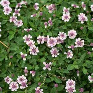 Frogfruit, Frog Fruit, Turkey Tangle Frogfruit, Turkey Tangle Fogfruit, Sawtooth Fogfruit, Turkey Tangle, Capeweed, Matchweed, Common Lippia, Texas Frogfruit,