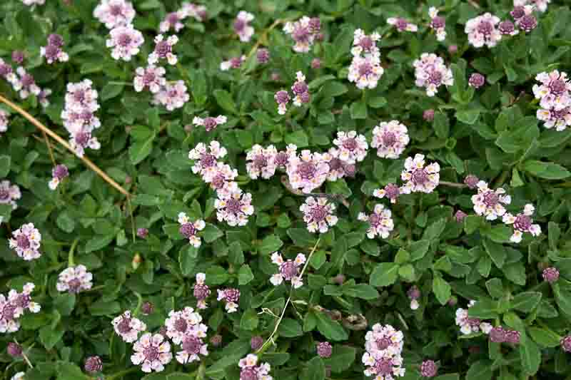 Phyla nodiflora frogfruit groundcover with white and purple button flowers