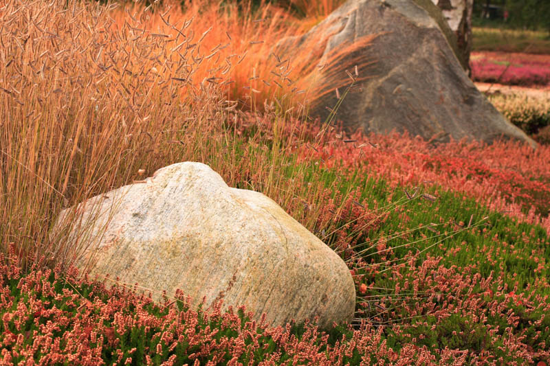 Drought tolerant grass, Blue grama, Bouteloua gracilis