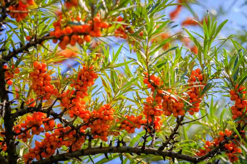 Sea Buckthorn, Seaberry, Sandthorn, Sallowthorn, Siberian Pineapple, Sea Berry, Swallowthorn, Hippophae rhamnoides
