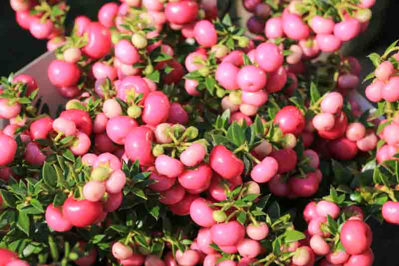 Prickly Heath, Gaultheria mucronata shrub laden with pink berries, Gaultheria mucronata