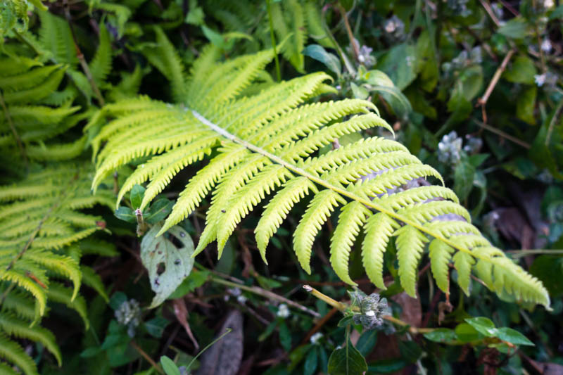 Thelypteris kunthii Southern shield fern with arching green fronds in shade garden