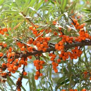 Sea Buckthorn, Seaberry, Sandthorn, Sallowthorn, Siberian Pineapple, Sea Berry, Swallowthorn, Hippophae rhamnoides