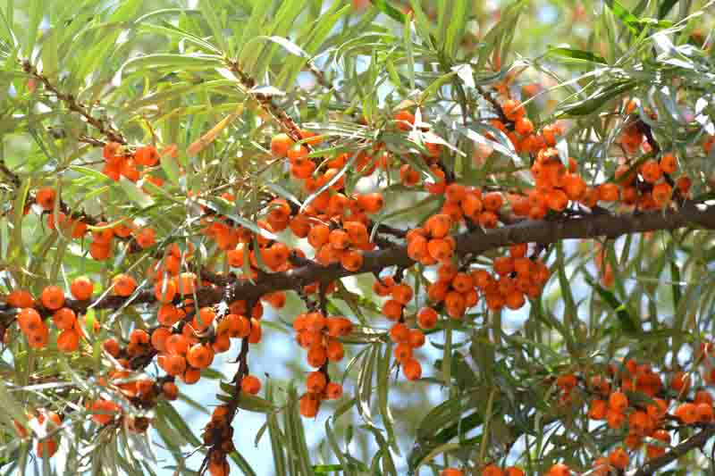 Sea buckthorn berries glowing orange on silvery branches