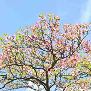 Flowering dogwood ( Cornus florida ) pink flowers. Cornaceae deciduous flowering tree native to North America. Flowering season is from April to May.