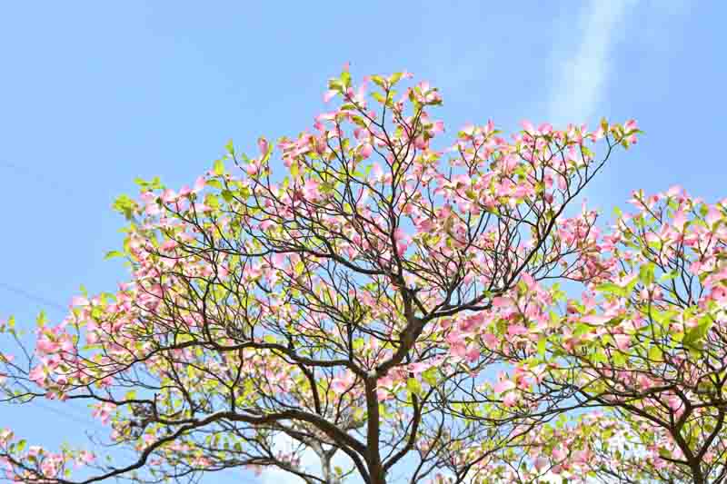 Flowering dogwood ( Cornus florida ) pink flowers. Cornaceae deciduous flowering tree native to North America. Flowering season is from April to May.