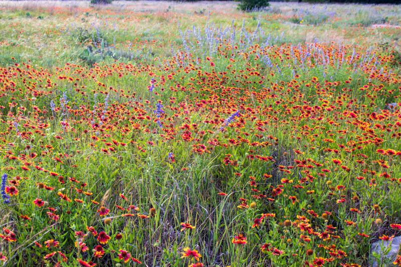 meadow of spring flowers, Purple Sage (Salvia leucophylla), Indian Blanket (Gaillardia pulchella), Prickley Pear Cactus (Opuntia) with copy space location the Texas Hill Country