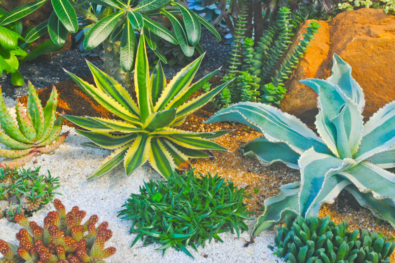 Drought tolerant garden with agave, aloe, cactus, succulents