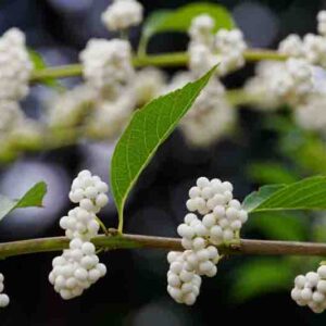White Berries, Japanese Beautyberry, White Japanese Beautyberry, Callicarpa japonica Leucocarpa