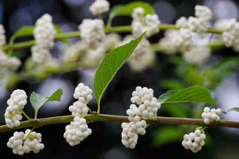 White Berries, Japanese Beautyberry, White Japanese Beautyberry, Callicarpa japonica Leucocarpa