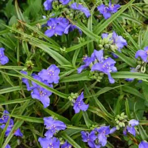 Tradescantia ohiensis (Common spiderwort) flowers. Commelinceae evergreen perennial plants native to North America. Purple three-petaled flowers bloom from May to July.