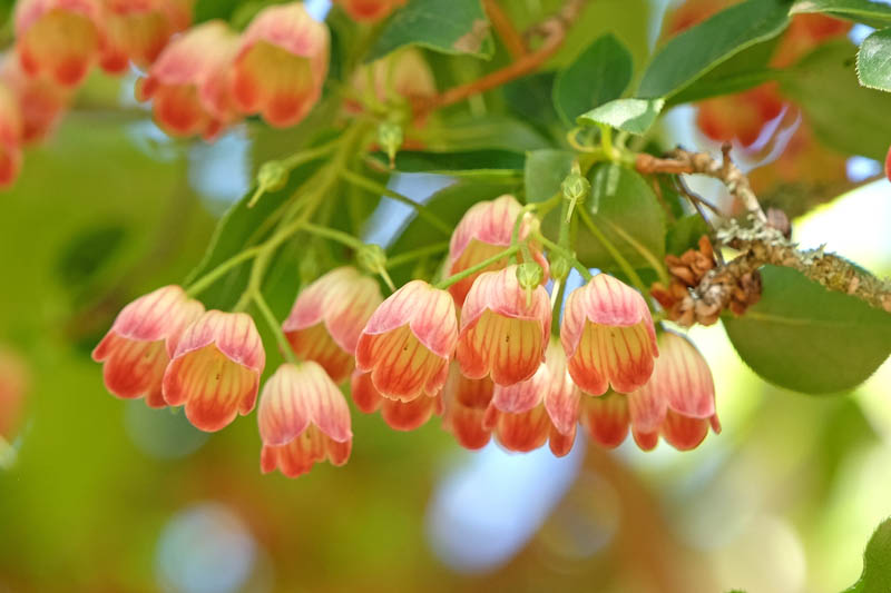 Best Shade and Acid Loving Plants For Woodland Gardens