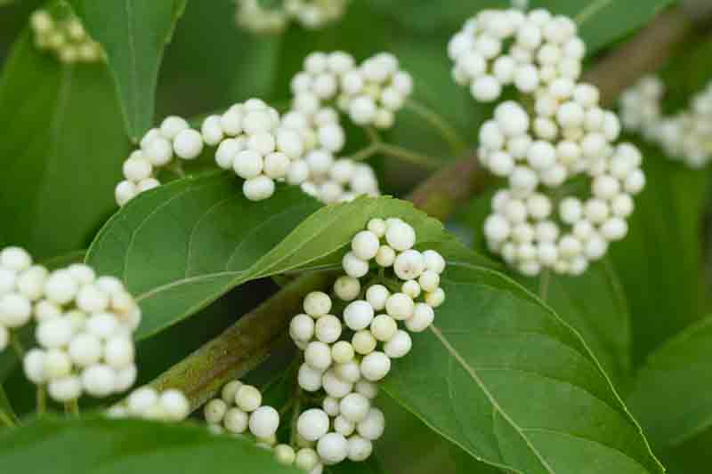 White Berries, Japanese Beautyberry, White Japanese Beautyberry, Callicarpa japonica Leucocarpa