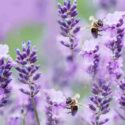 Pollinator Gardens, Bees on Lavender, English Lavender,