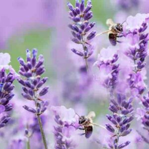 Pollinator Gardens, Bees on Lavender, English Lavender,