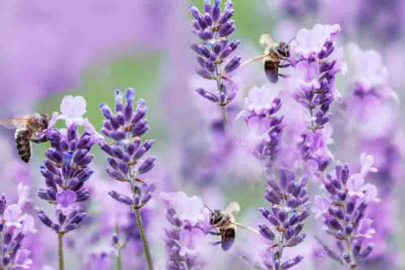 Pollinator Gardens, Bees on Lavender, English Lavender,