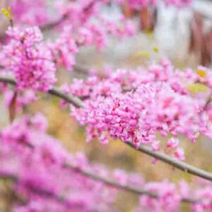 Close up of bright pink flowers on a branch. A tree blooming in spring with beautiful inflorescences. Redbud during flowering.