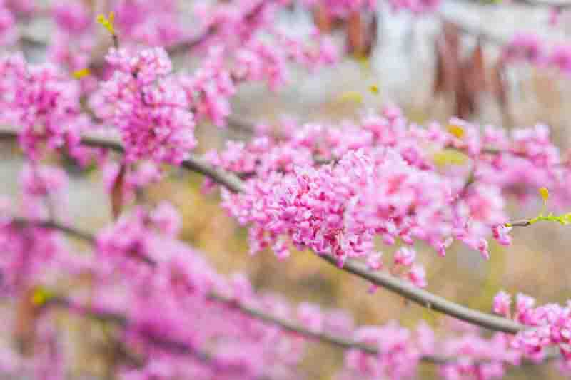 Close up of bright pink flowers on a branch. A tree blooming in spring with beautiful inflorescences. Redbud during flowering.