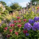 Sunlit Cottage Garden Border, Phlox, monarda, agastache foeniculum