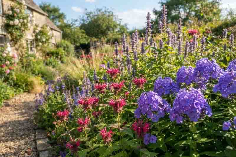 Sunlit Cottage Garden Border, Phlox, monarda, agastache foeniculum