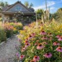 Native prairie for front-yard, Echinacea purpurea mingle with Veronicastrum, goldenrod, and switchgrass.