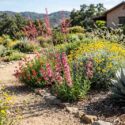 A colorful mix of heat-loving plants, Penstemon parryi, Hesperaloe parviflora, Red yucca, Salvia greggii, Autumn sage, Blue grama grass, Encelia farinosa, Brittlebush, Agave parryi – Parry’s agave